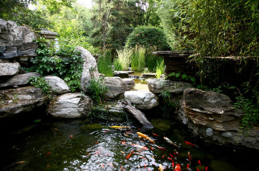 Fish Pond or Aquarium: Which Is Right for You?