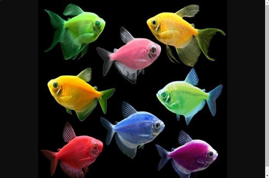 Kerala's aquatic treasure