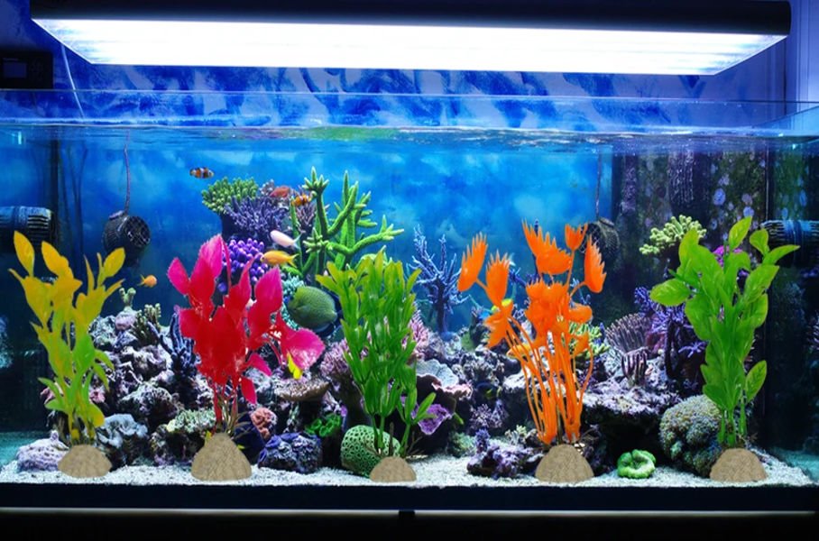 Home Aquarium Made Easy: Fish, Plants & More